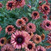 Hirta Sahara Rudbeckia Seeds
