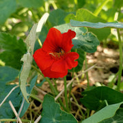Red Nasturtium Seeds