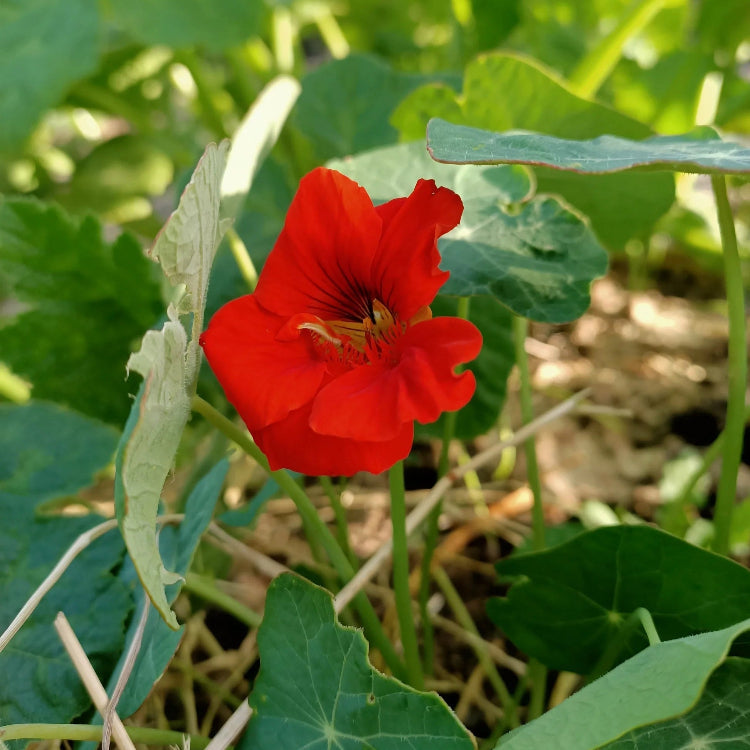 Red Nasturtium Seeds