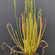 Thread-Leaved Sundew Seeds