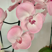 Pale Pink Orchid Seeds