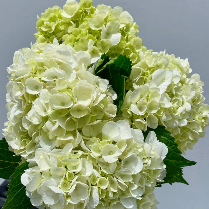 Green White Hydrangea Seeds