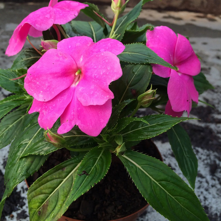 Touch-Me-Not Impatiens Seeds