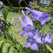 Lavender Trumpet Jacaranda Cuspidifolia Seeds
