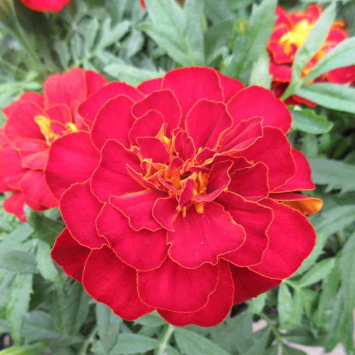 Red Marigold Seeds