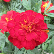Red Marigold Seeds