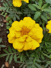 Durango Yellow Marigold Seeds