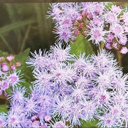 Conoclinium coelestinum Mistflower Seeds