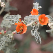 Sphaeralcea Ambigua Desert Mallow Seeds