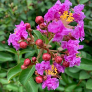 Purple Perennial Crape Myrtle Seeds