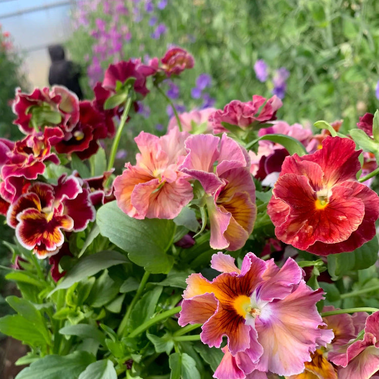 Cut Pansy Seeds