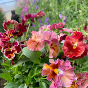 Cut Pansy Seeds