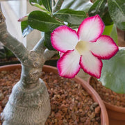 Adenium Obesum Succulent Desert Rose Seeds