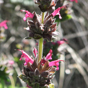 Magenta Red California Hummingbird Sage Seeds, Herbal