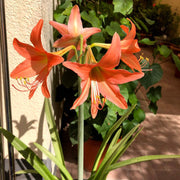 Barbados Lily Amaryllis Seeds
