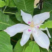Magnolia macrophylla Magnolia Seeds