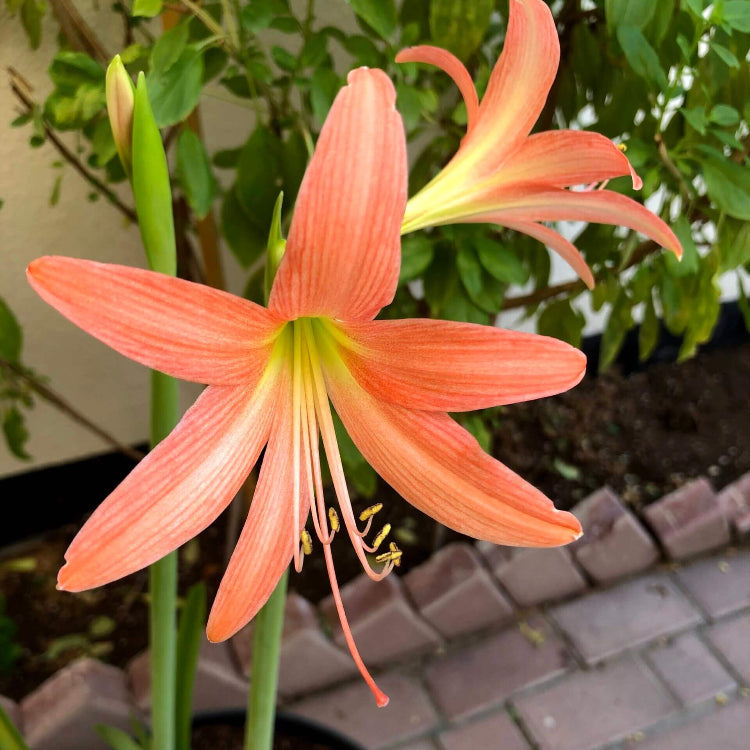 Barbados Lily Amaryllis Seeds