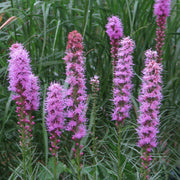 Liatris Spicata Blazing Star Seeds