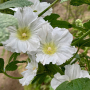 White Hollyhock Seeds