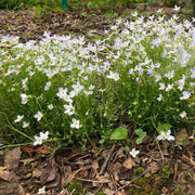Houstonia Bluets Seeds