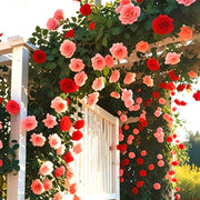 Mix Climbing Rose Seeds