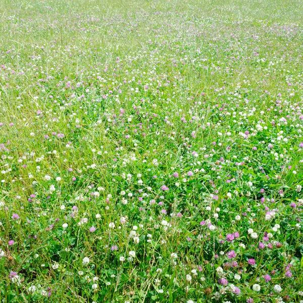 Low Maintenance Lawn Seeds - Flower Plant
