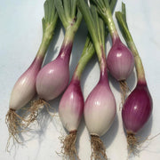 Red Long of Tropea Onion Seeds