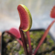 Green Dragon Venus Flytrap Seeds