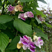 Corkscrew Vine Vigna Caracalla Seeds