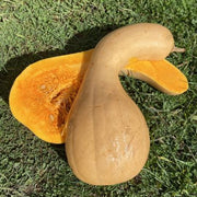 Tromboncino Squash Seeds