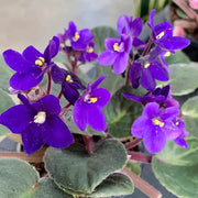 Heirloom African Violet Seeds