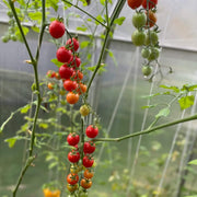 Rapunzel Tomato Seeds