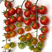 Rapunzel Tomato Seeds