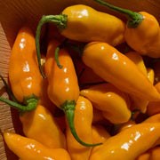 Augustine Minorcan Datil Hot Pepper Seeds