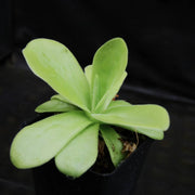 Giant Butterwort Seeds