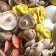 Mixed Mushroom Spawn Seeds