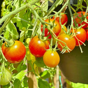 Red Tumbler Tomato Seeds