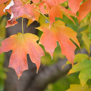 Acer saccharum Sugar Maple Seeds, Herbal