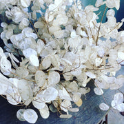 Annual Honesty Lunaria Seeds