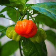 Aji Cubano Dulce Cachucha Pepper Seeds