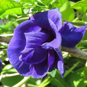 Clitoria Ternatea Butterfly Pea Seeds