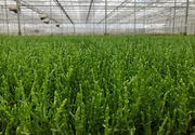 Hardy Coastal Samphire Seeds
