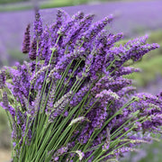 Lavender Mint Seeds - Herbal Seeds