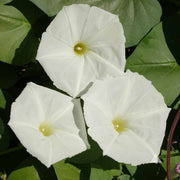 Giant White Moon Vine Seeds