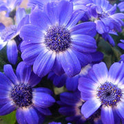 Blue Iberidifolia Seeds