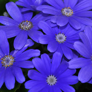 Blue Iberidifolia Seeds