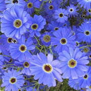 Blue Iberidifolia Seeds