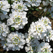 Iberis sempervirens Candytuft Seeds