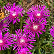 Delosperma Ice Seeds