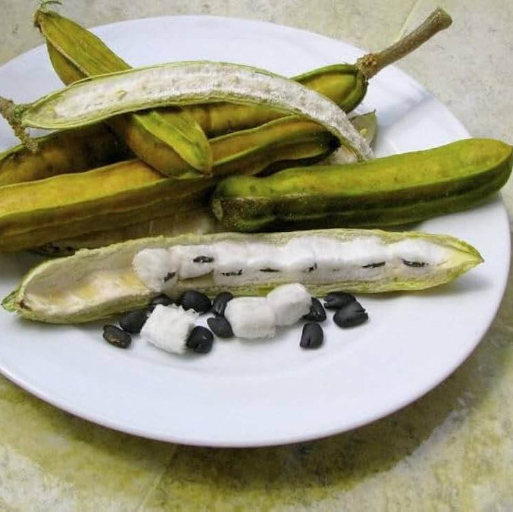 Inga edulis Ice Cream Bean Seeds
